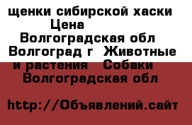 щенки сибирской хаски › Цена ­ 35 000 - Волгоградская обл., Волгоград г. Животные и растения » Собаки   . Волгоградская обл.